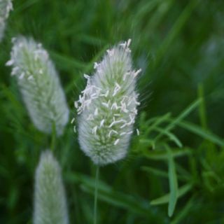HẠT GIỐNG CỎ ĐUÔI THỎ ( 0.2 gr)