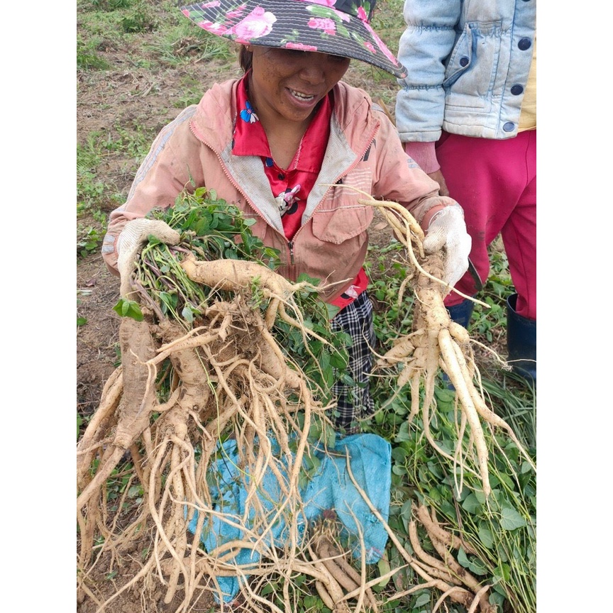 Cao sâm dây Ngọc Linh Kontum 100g