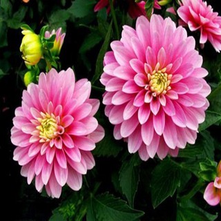 50 hạt giống hoa thược dược kim cương mix màu