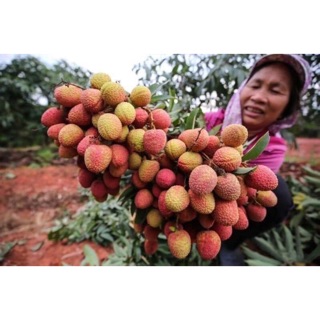 Cây giống vải thiều