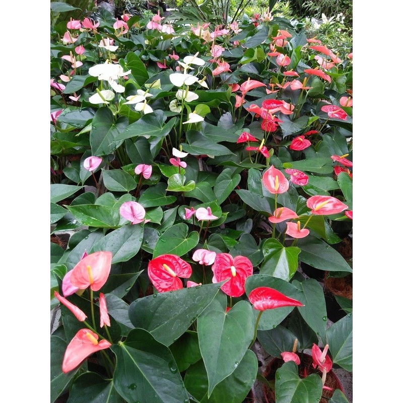 Chậu cứng Combo cảnh