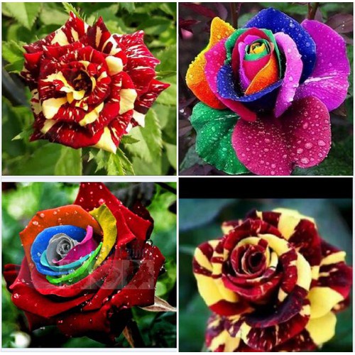 Hạt giống hoa hồng nhiều màu ( hồng cầu vòng 20 hạt )