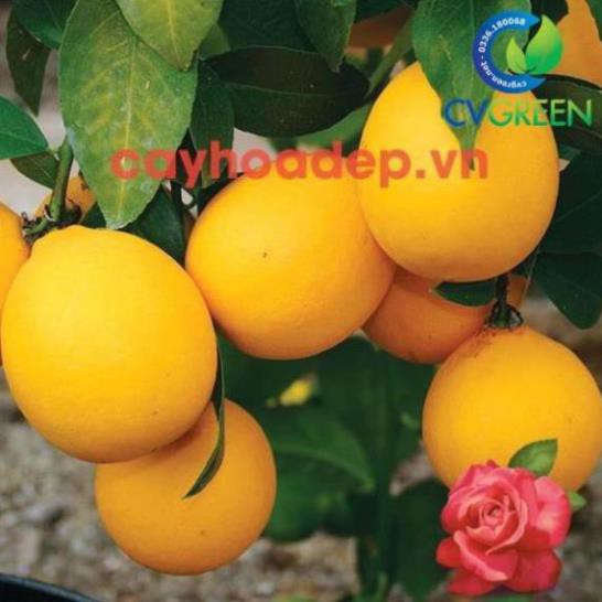 Ức chế sinh trưởng, kích thích ra hoa - Paclobutrazol 20% WP
