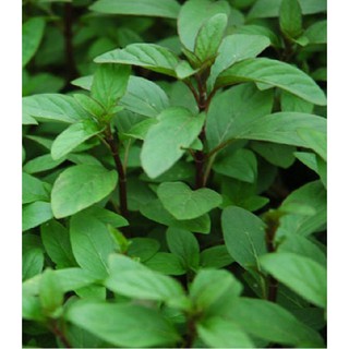 Hạt Giống Rau Húng Quế - 1 gói 2grram - STHG2