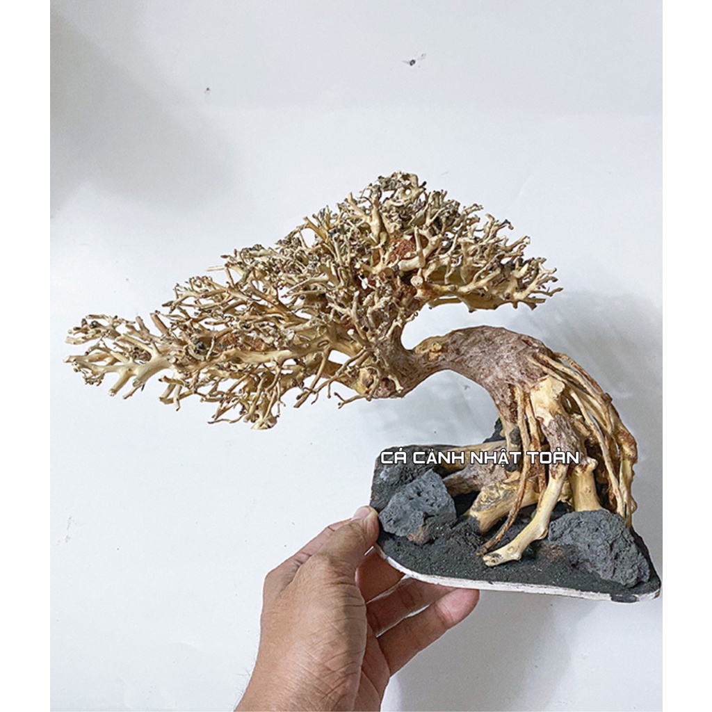 BONSAI LỦA NGANG TRANG TRÍ BỂ THỦY SINH 35X13X17CM