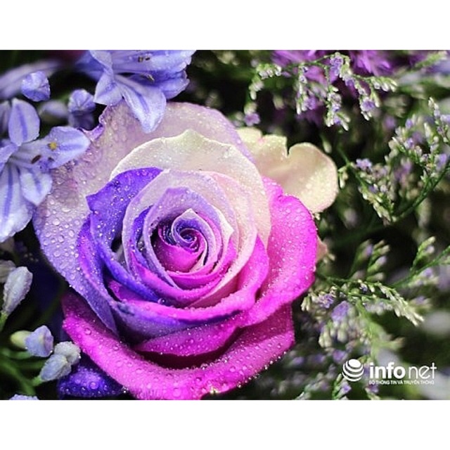 Combo bông tai cho khách