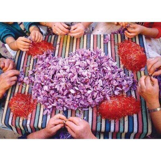 💥 NHỤY HOA NGHỆ TÂY