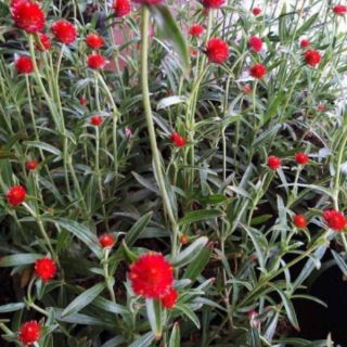 HẠT GIỐNG CÚC BÁCH NHẬT ĐỎ THÁI LAN