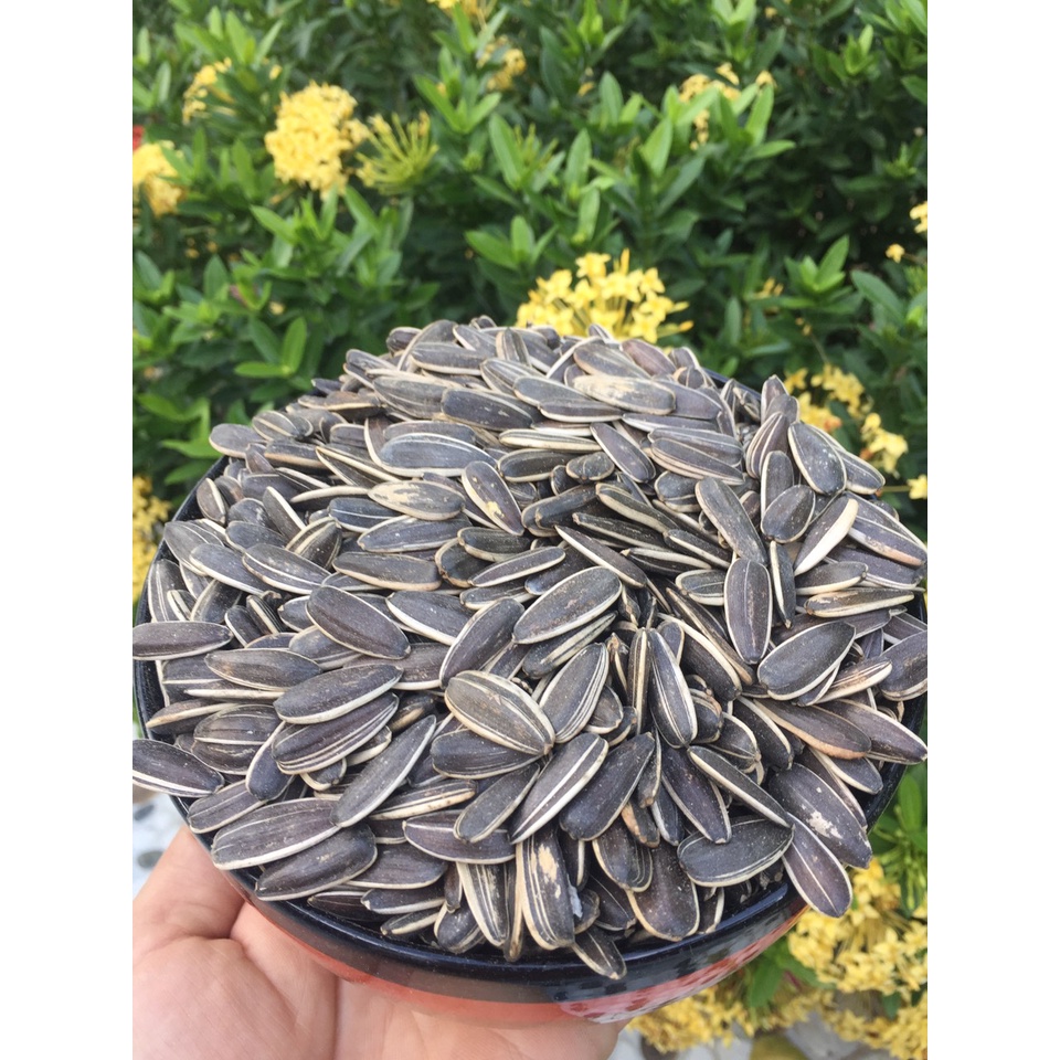 1kg hạt hướng dương sọc sống cho các dòng vẹt size trung lớn