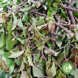 Cây tầm gửi khô 1kg