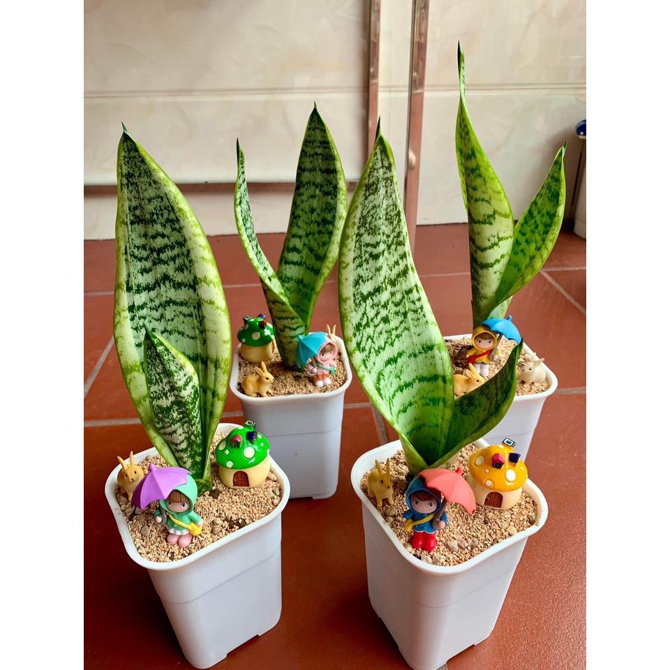 Chậu nhựa cao cấp trồng cây | 3 kích thước | 3 màu | CNV01 || mocminigarden