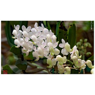 4 cây bạch nhạn giống