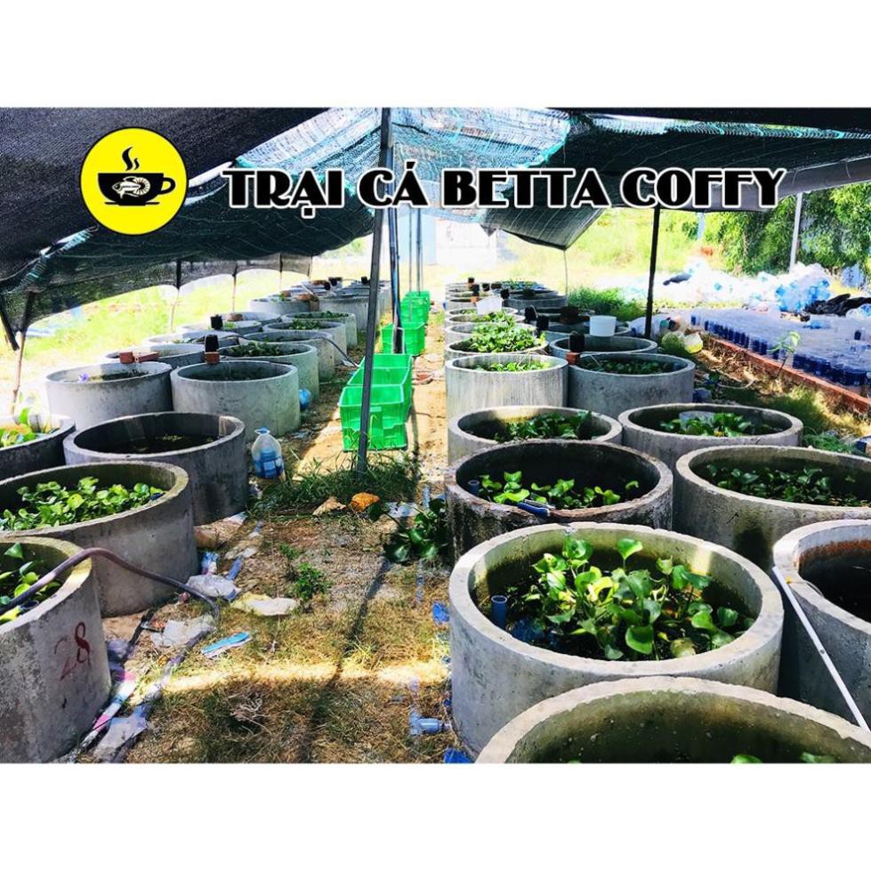 Cá Khoẻ Ngay, Chỉ Sau 5s - Tắm Cá 5s