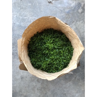 Cây  Đinh lăng thái lớn