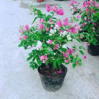 Hoa giấy chỉ 79k/1 chậu