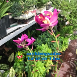 caykiengsadec - Cây hoa địa Lan (hoa tím) tặng phân bón-hoa kiểng lá - trang trí nội thất cảnh quan sân vườn ngoài trời