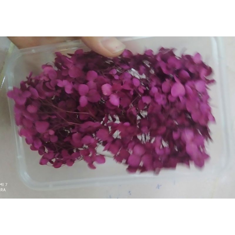Hoa khô tú cầu🌺 10g/1 hộp
