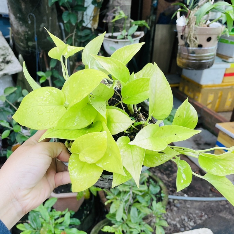 Trầu Bà Vàng - Vườn Ươm Thái Ngân