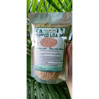 CỎ LÚA MÌ - CỎ MÈO - HẠT GIỐNG CỎ LÚA MÌ HỮU CƠ - CỎ LÚA MÌ CHO MÈO