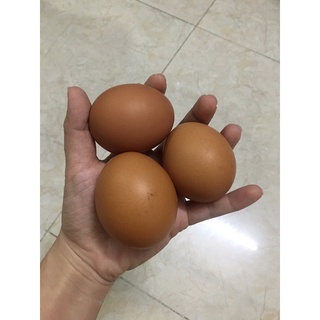 sỉ trứng gà trứng vịt