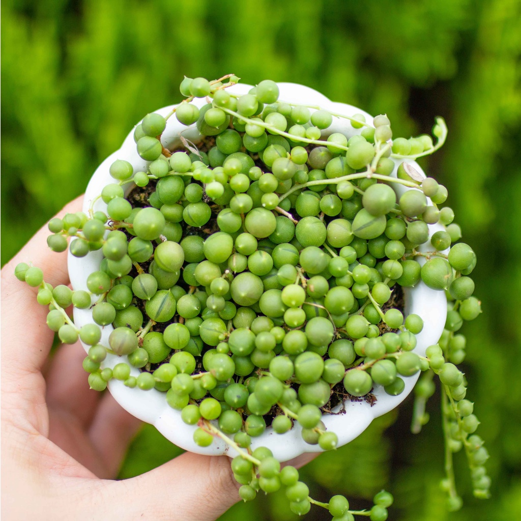 Giọt nước chậu treo nhỏ 9-11cm