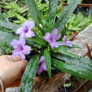 Cây dạ yến thảo mê xi cô lùn