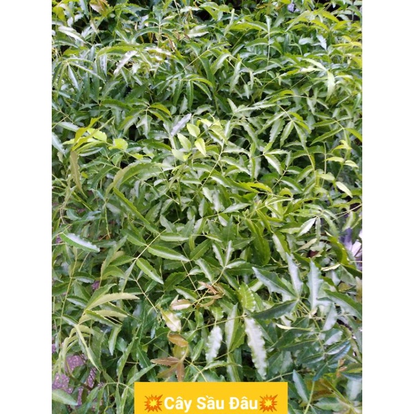 Cây Sầu Đâu Giống