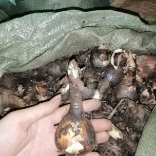 Combo 20 củ hoa bỉ ngạn đủ màu