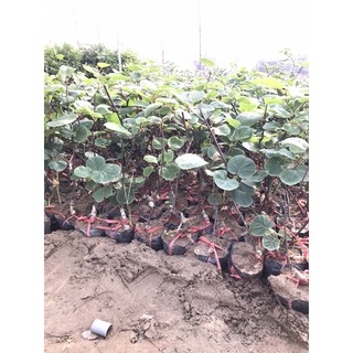 KIWI ruột vàng Thái lan