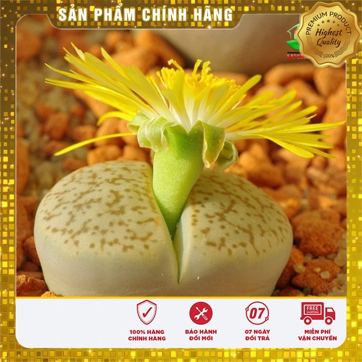 HẠT GIỐNG HOA THẠCH LAM 04 HẠT RẤT NHỎ