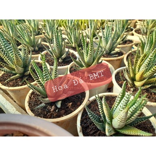 Móng rồng trắng size trung chậu 8cm