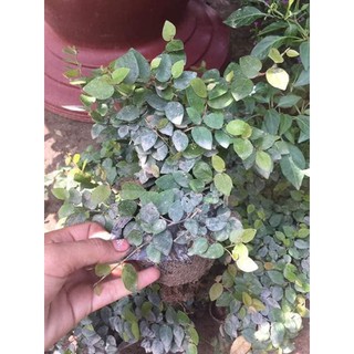 Cây Vảy ốc (Thằn Lằn Bám Tường)