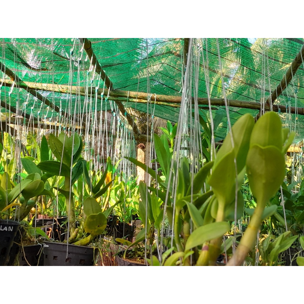 Hoa Lan Dendro Nắng Vàng Thiêng Lan, chậu cây trưởng thành, nhiều thân, cây khỏe đẹp, sắp có hoa