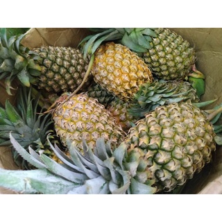 Thơm mật Đà lạt