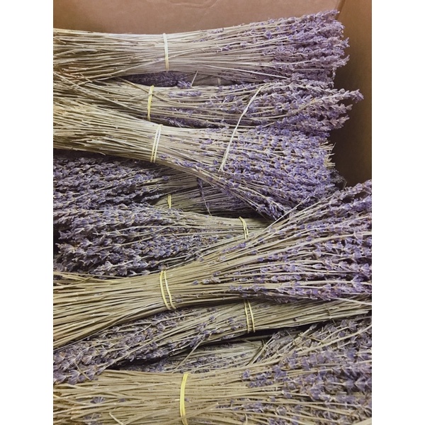 Hoa khô Lavender Pháp Sale
