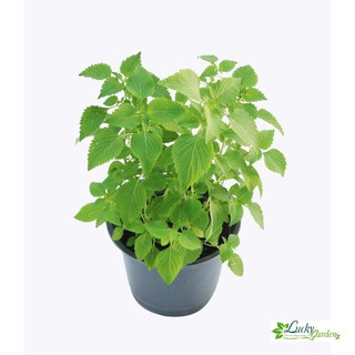 1g hạt giống rau kinh giới xtra