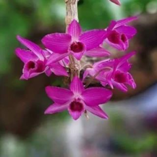 Trầm bảng Thái