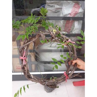 HOA TỬ ĐẰNG - Tình Yêu Vĩnh Cửu