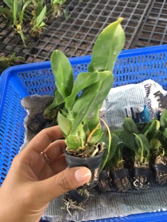 Vũ nữ hoàng hậu mini - nhanh hoa