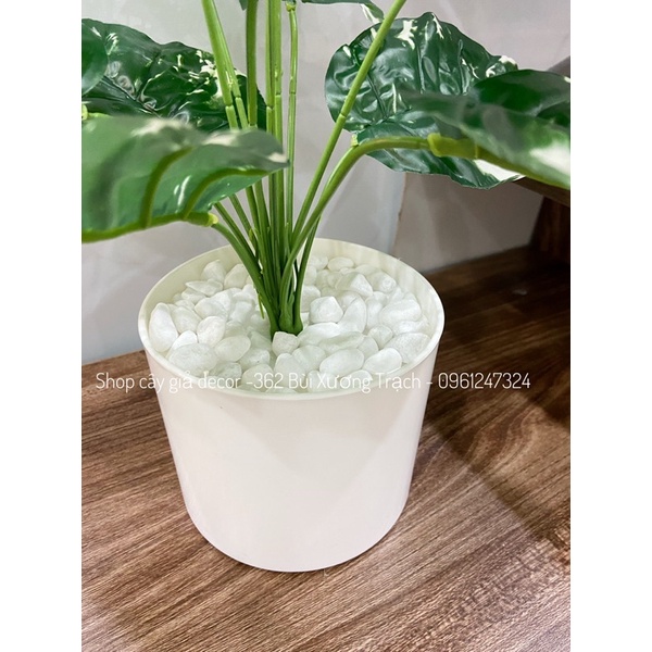 Combo cây lá đốm + chậu + sỏi ❤️ cây hoa giả 40cm