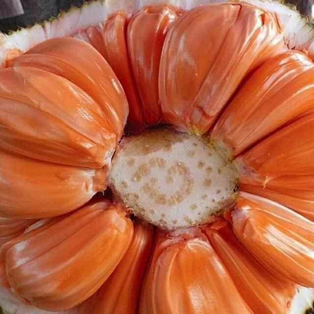 Cây mít thái đỏ