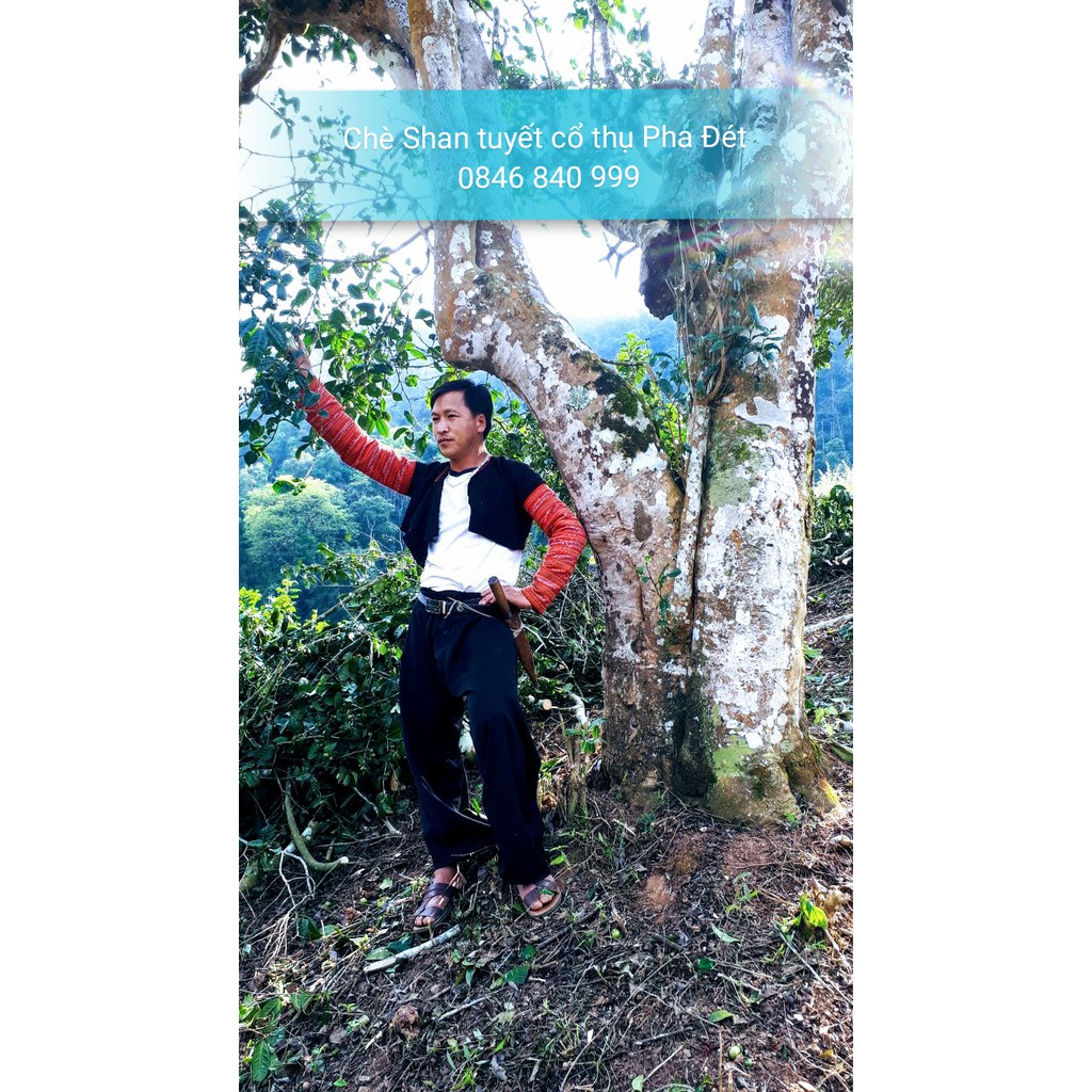 330g Chè Shan tuyết Pha Đét Cây chè 500 năm tuổi | BigBuy360 - bigbuy360.vn