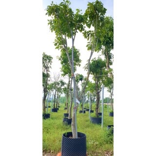 Cây 🌲 Lộc vừng đỏ cao 1m6