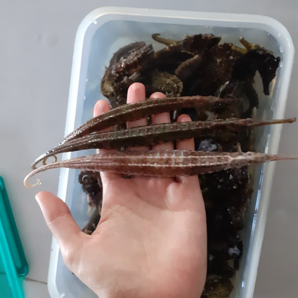 Hải long chúa tươi - khô