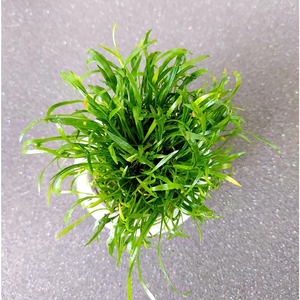 Cây thủy sinh Cỏ Lưỡi Rắn - lá cạn