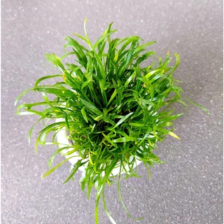 Cây thủy sinh Cỏ Lưỡi Rắn - lá cạn
