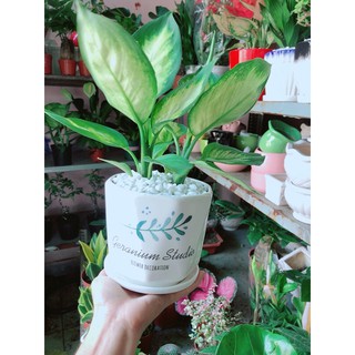 Chậu Cây Vạn Niên Thanh