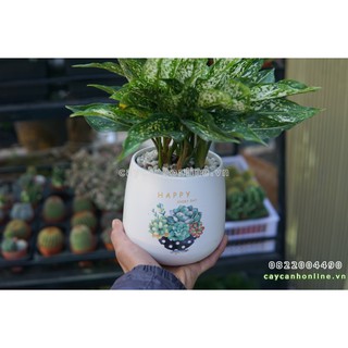Chậu gốm sứ trồng cây để bàn in hình chậu quả lê in đề can