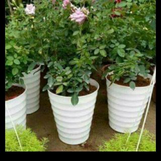 Combo 10 chậu nhựa cao cấp đường kính rộng 25cm x30cm