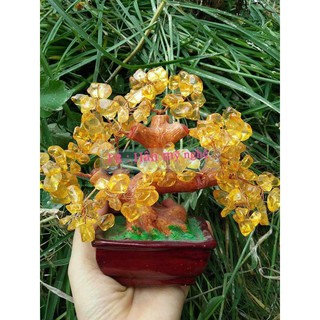 Cây tài lộc 15cm đủ màu